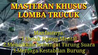 Masteran Khusus Lomba Trucukan dan Manfaatnya