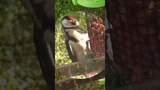 Как изменился птенец дятла ( всего за два месяца) #дятел#птенец#animals#woodpecker