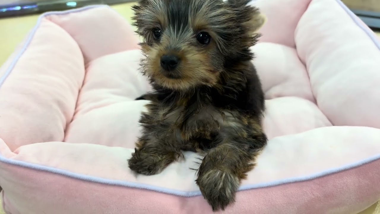 甘えたさんで元気いっぱいのヨーキーちゃん！！ - YouTube