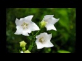 西宮・北山緑化植物園２０１６ の動画、YouTube動画。