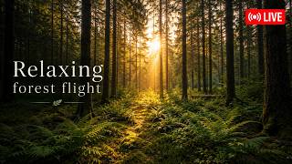 Peaceful  Forest Flight 🌲 Relaxing Drone Ambience &amp; Bird Sounds