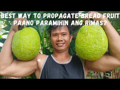 Video: Paano Magtanim ng Breadfruit Mula sa Binhi - Mga Tip Para sa Pagtatanim ng Breadfruit Seeds