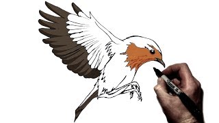 How to Draw a Robin | Step By Step