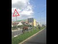 Krdo konja seta bulevarom na Stari Aerodrom #konji #krdokonja #opasnost #stariaerodrom