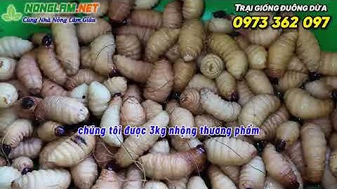 Tại Sao Ai Cũng Đổ Xô Nuôi Đuông Dừa Thái Lan? Xem Xong Bà Con Hiểu Ngay Lý Do!