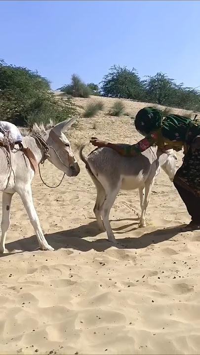 #donkey#horse#funny #duetz #funnyhorse #animals #equestrain