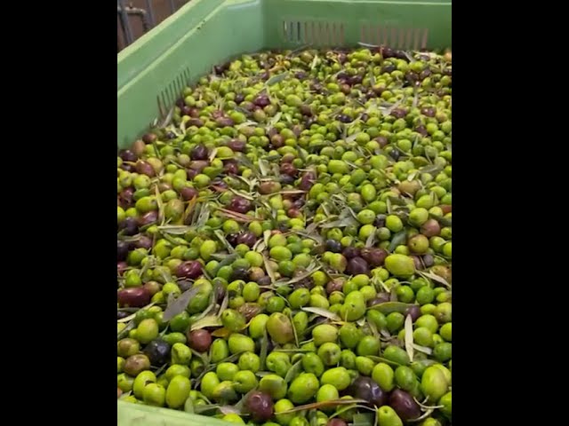 Antiche Tradizioni Siciliane est en train de faire presser ses olives de Sicile au pressoir