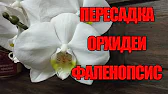 ДЕРЕВНЯ_57. Жизнь в Деревне.