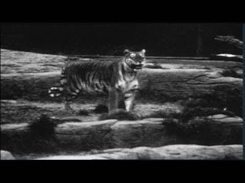 Video: Turanischer Tiger: Lebensraum (Foto)
