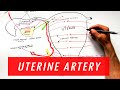 Anatomy tutorial  uterine artery branches