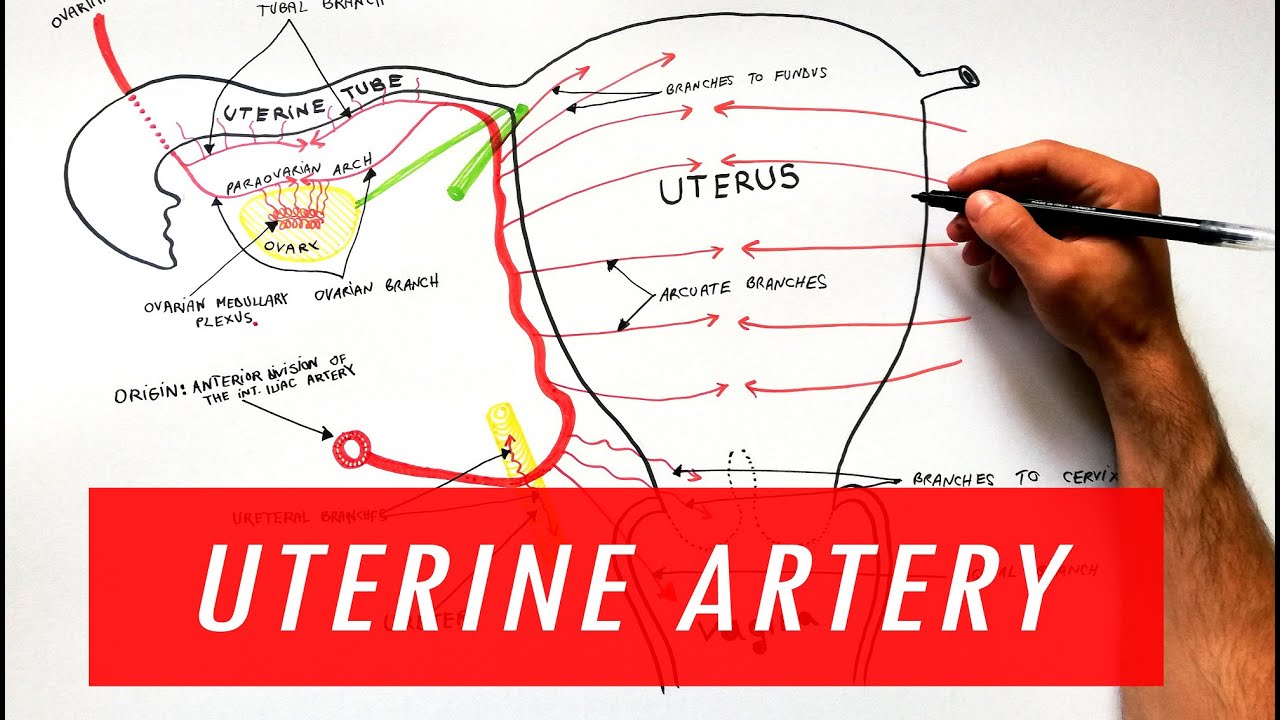 Uterine Anatomy