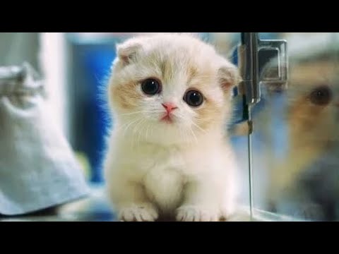 Cute and Funny Cats - Cutest Cat Ever 