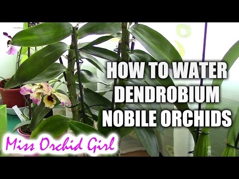 Video: Dendrobium Nobile Orchid (50 Foto): Peraturan Penjagaan Di Rumah, Kaedah Pembiakan Anggrek. Apa Yang Perlu Dilakukan Selepas Berbunga? Kehalusan Pemindahan