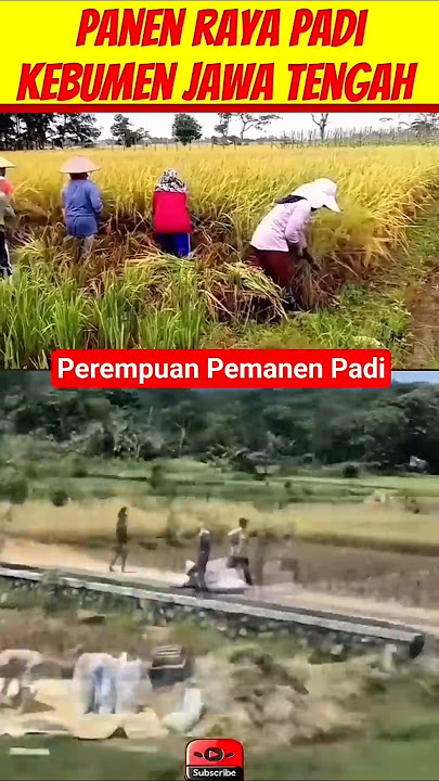 🚜🌾IBU PANEN PADI TANPA MESIN #gibran #amran #mentan #padi #petanipadi #petani #panenpadi #shortvideo