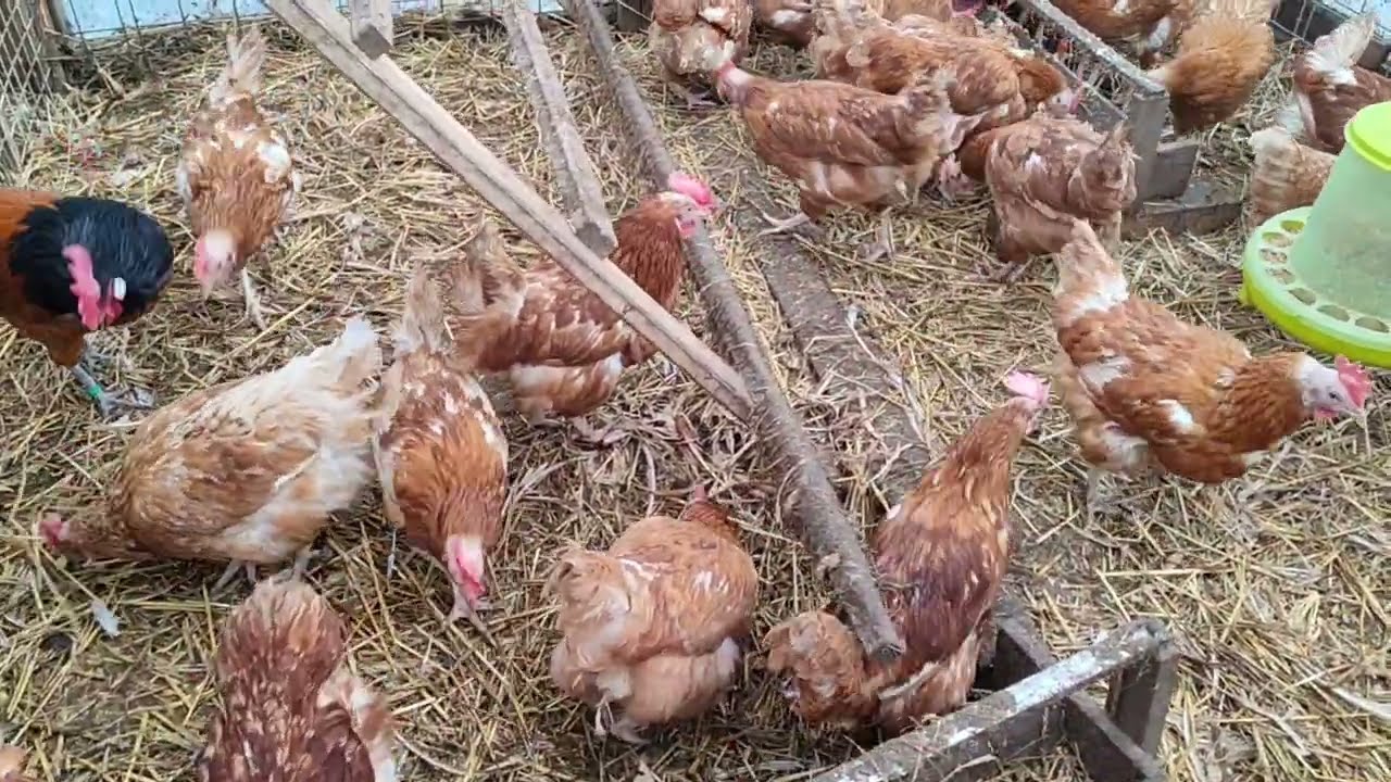 ЗАБОЙ КУР ПРОДОЛЖАЕТСЯ🪓.СТРАННАЯ ПОДПИСЧИЦА🧐 СБОР ЯИЦ 🥚