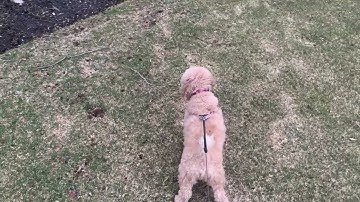 Flexi dog leash review