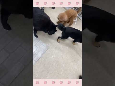 ＃犬のようちえん　＃犬のほいくえん　＃犬お泊りトレーニング　　#子犬しつけ  #しつけ教室 　# スキッパーキ　＃犬のしつけ　#shorts 　#パピートレーニング