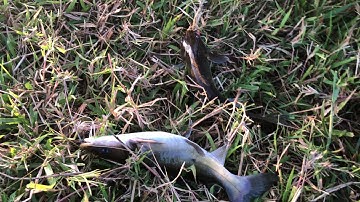 Cắm Câu cá lăng mùa lạnh | thăm câu dính toàn cá lăng | fishing for a living 104