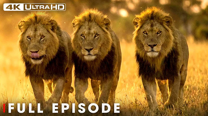 African Giants: Battle for Survival in 4K | Nature Animal Documentary