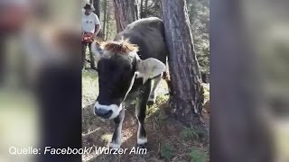 Kuh zwischen Bäumen eingeklemmt - Almwirt greift zur Kettensäge
