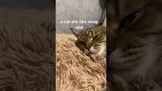 Celebrity Information about my cat #shortvideo #shorts #cat #simba #popular #rap #usa #reels #tiktok #love #bo Profile