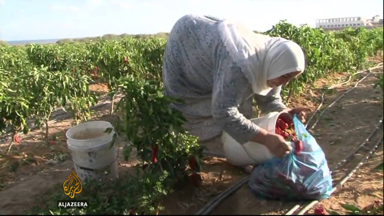 Gaza farmers fear tending their crops