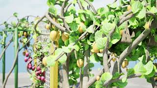 Kiwi Vine Pack 3D animation with unreal engine