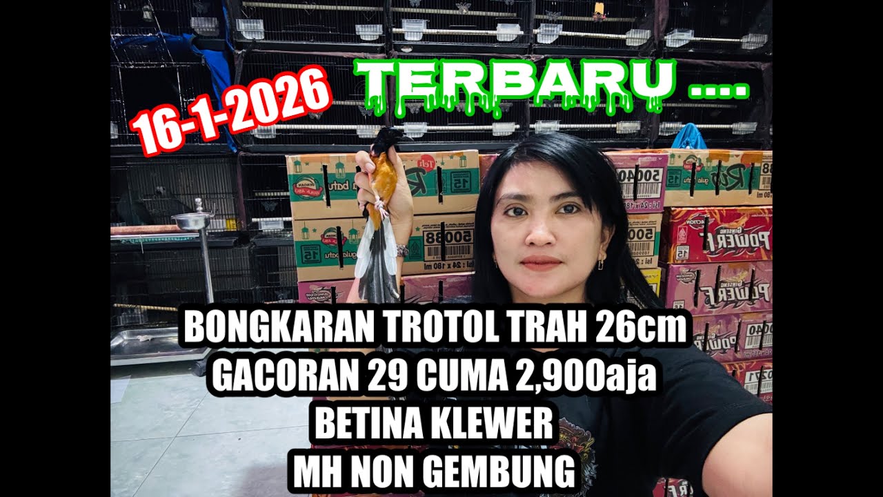 BONGKARAN MURAI BATU TERNAKAN RING 15-1-2026