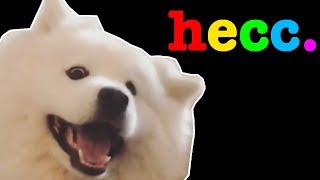 Doggo Found Floofers Hidden Bepis