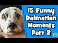 The best funny dalmatian dog compilation  part 2