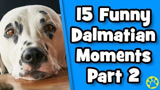 The BEST Funny Dalmatian Dog Compilation  Part 2