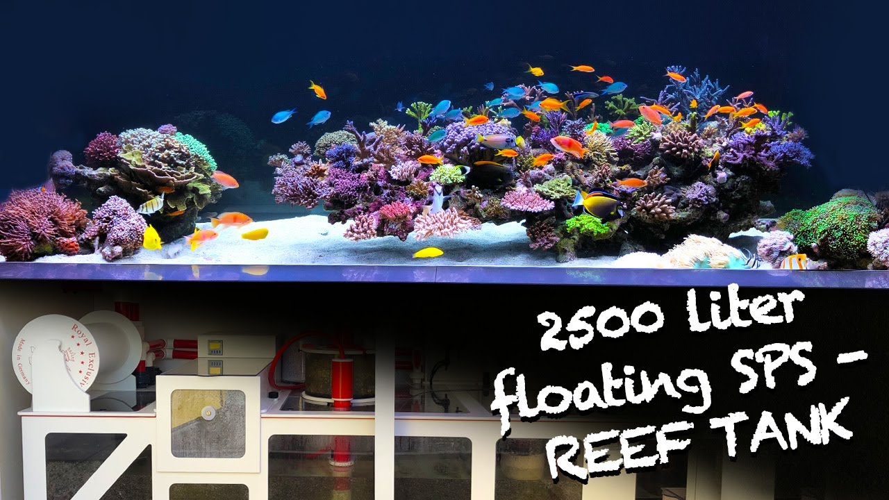 reef tank tours