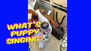 Basset's Melodious Voice Will Leave You Speechless     #puppy #singing  #basset #dog