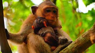 Beautiful very young mother unknown How to take care new born baby monkey