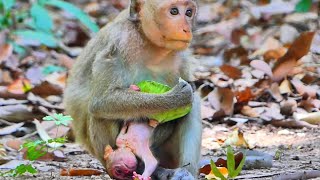 Beautiful very young mother unknown How to take care new born baby monkey