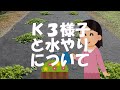 クラピアＫ３の様子と活着後の水やりについて