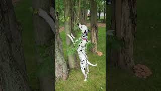 Escape to Nature's Playground with Your Dalmatian | #Dog #Smokey #dalmatiandog  #dalmatian