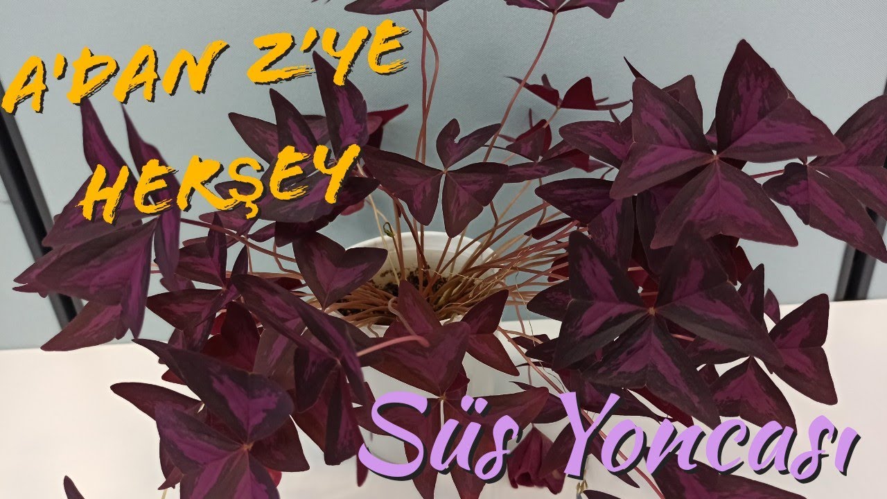 Oxalis Triangularis, Süs Yoncası, Uyku Çiçeği