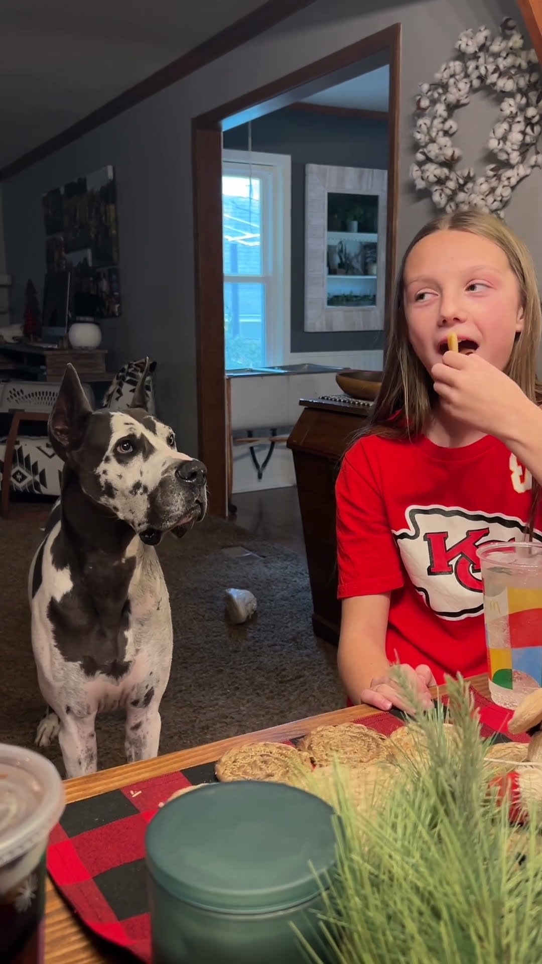 Great Dane Wants French Fries || ViralHog