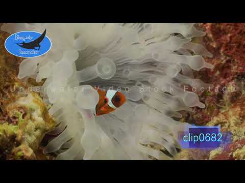 0682_Clownfishes in bleached anemone. 4K underwater Royalty Free stock Footage.
