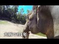 劇場版「天王寺おばあちゃんゾウ 春子 最後の夏」予告編(ショートバージョン)