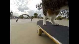 Кот делает крутые трюки на скейте смотреть онлайн бесплатно :DD