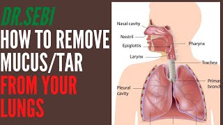 Detox YOUR LUNGS;HOW TO REMOVE Tar, Mucus, and Phlegm from YOUR LUNGS USING DR.SEBI APPROVED HERBS.