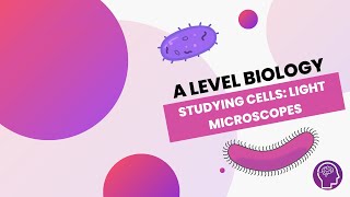 Studying Cells: Light Microscopes | A Level Biology | OCR, AQA, Edexcel Information