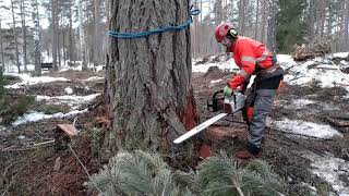 Sigyn saa mastot Fiskars Oyj Abp:ltä