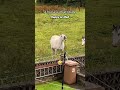 #shorts #funnyhorse #horsememes #2026 #animalchaos #equinehumor
