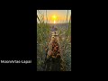 MoonArtas-Lapai Lyric by MoonArtas, music created with SUNO AI