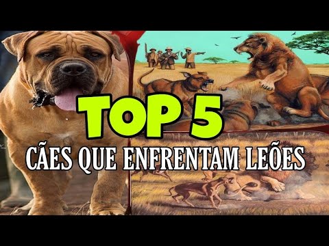 Vídeo: 5 Razões Pelas Quais Os Cuidados Dentários Para Cães São Importantes