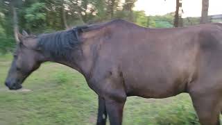 horse pooping with pony tail high