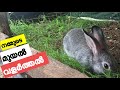 Rabbits in our Aviary